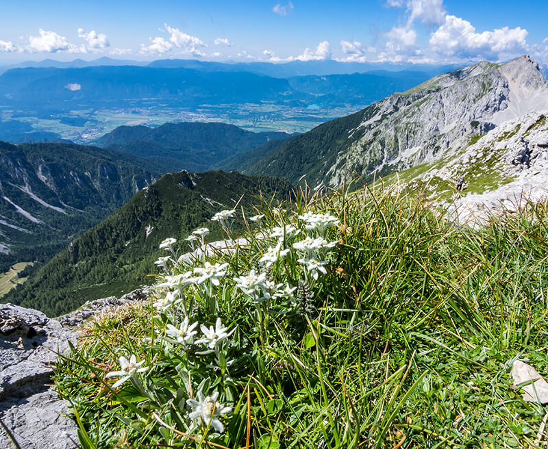 AERO(アエロ) ペンダントウォッチ Edelweiss/エーデルワイス 32825PD04・32825JA04/ペア懐中時計